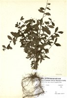 藏品(紫薇)的圖片